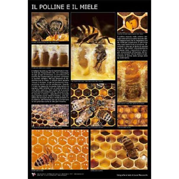 apicoltura.com poster fotografico il polline e il miele cm. 60x90 - foto 1