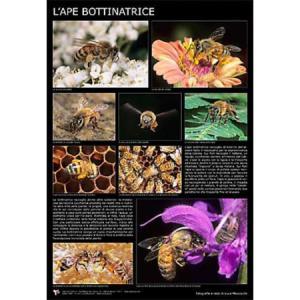 Poster fotografico "l'ape bottinatrice" cm. 60x90