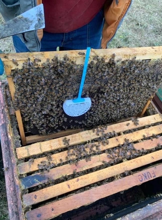 Applicazione gabbietta blocco covata su favo in arnia ricco di api