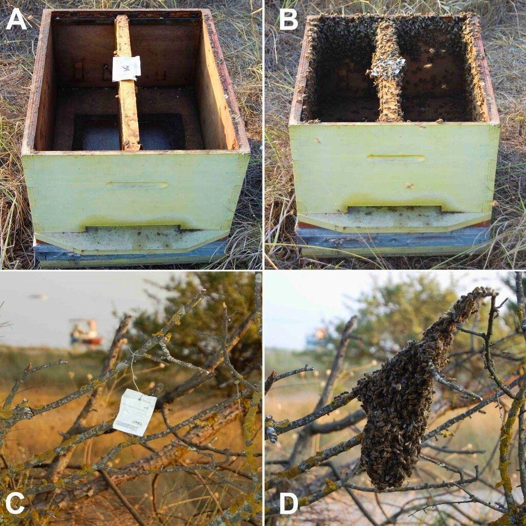 Posizionamento salvietta in arnia da richiamo e su rami